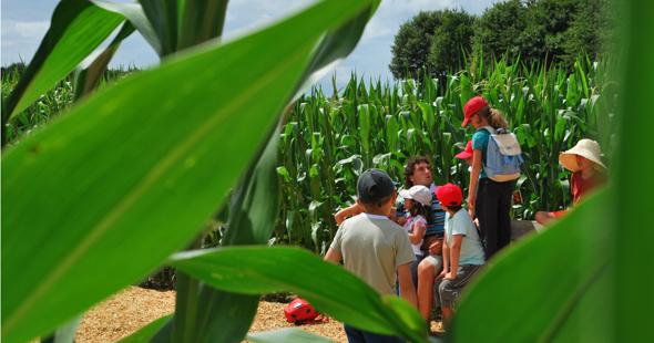 Labyrinthe Végétal