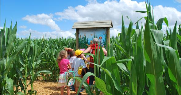 Labyrinthe Végétal, Romagne - photo 2