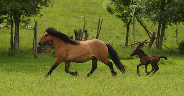 Centre Equestre du Bosquet