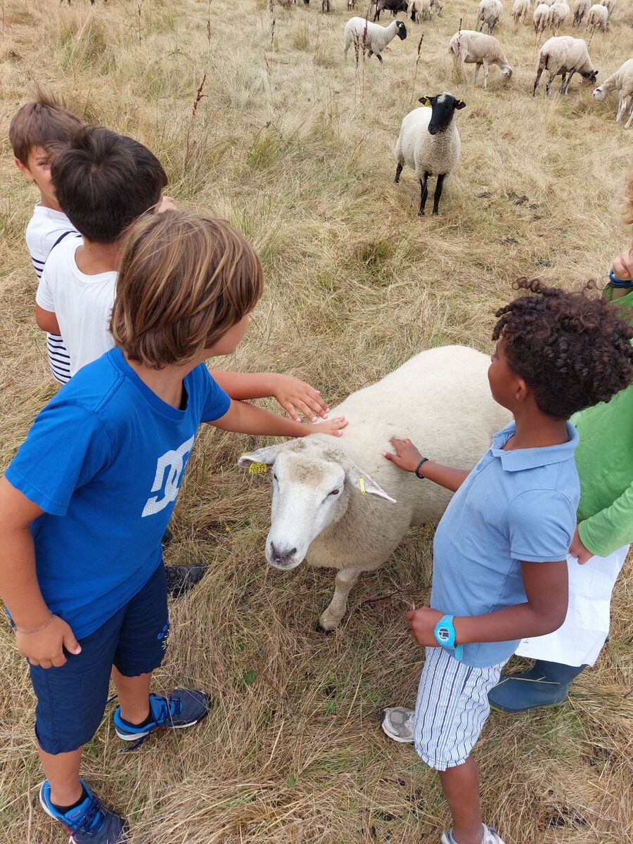Accueil à la Ferme :Ferme pédagogique avec élevage d'ovins et découverte d'une cidrerie à La Roche-Chalais — visuel événement