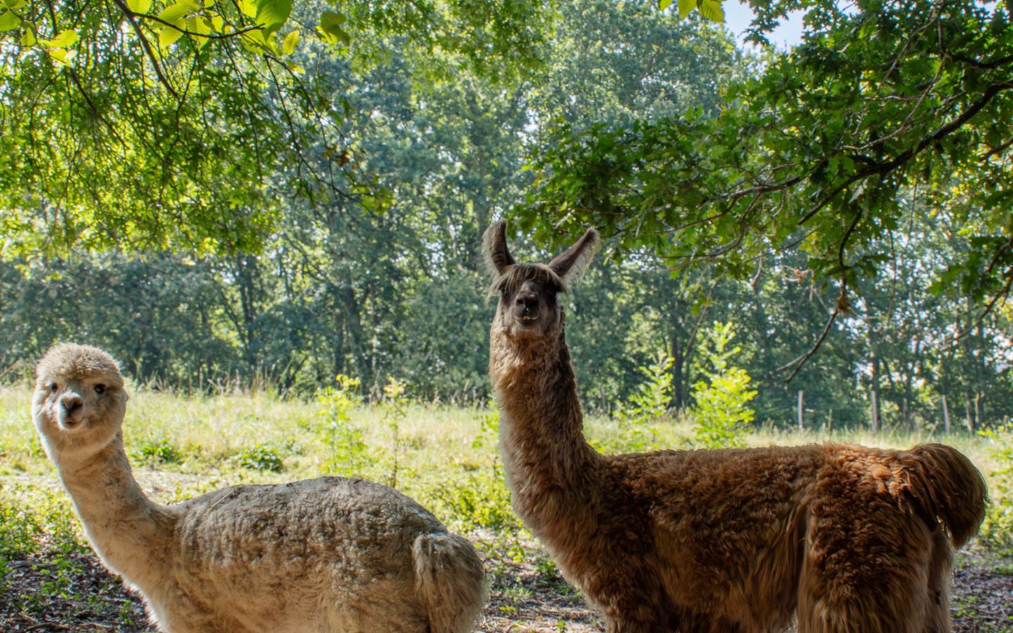 Le Bercail - photo 4