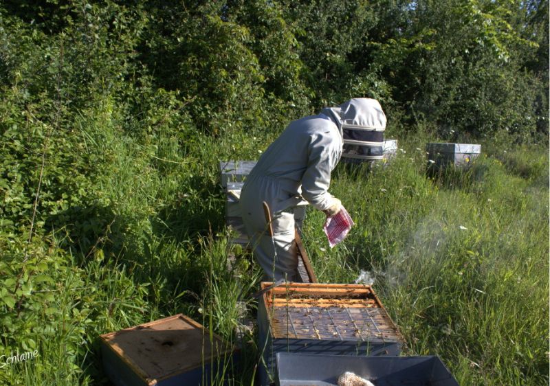 Les abeilles du Domaine de la Picherie - photo 3
