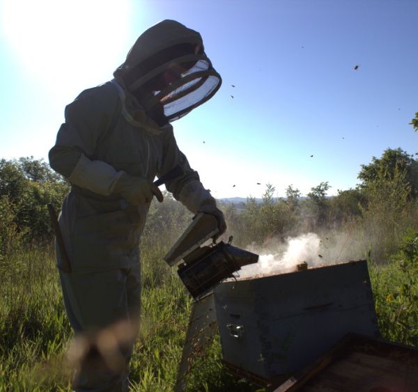 Les abeilles du Domaine de la Picherie - photo 4