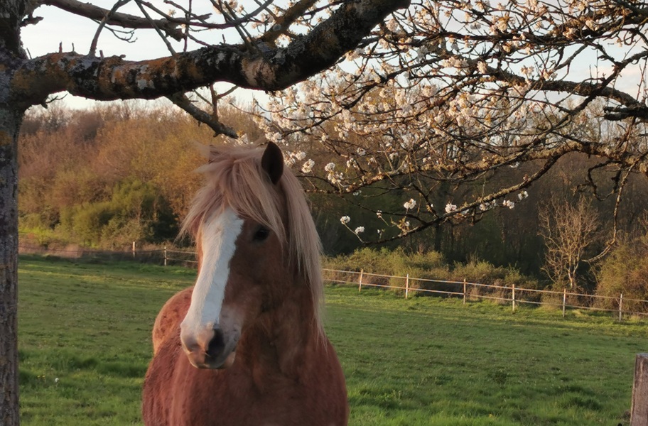 Les gîtes de la nouvelle vie - Maison 2, Agnac - photo 2