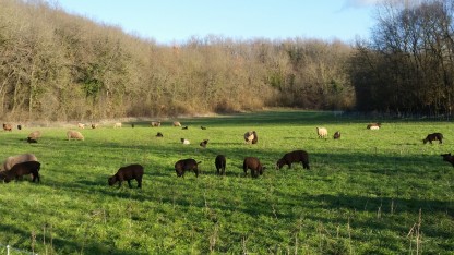 L'Agneau du Thouet