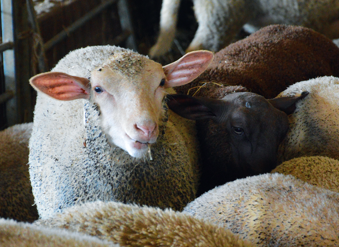 La ferme des Feuillardiers — photo 2