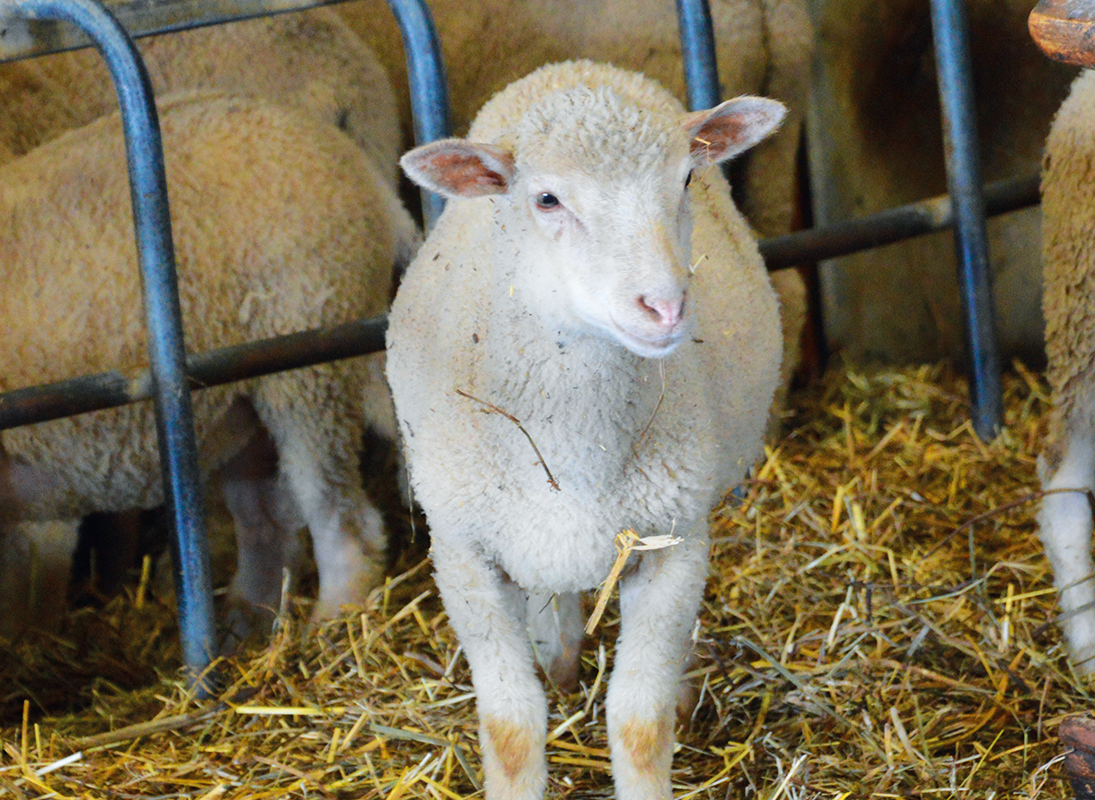La ferme des Feuillardiers