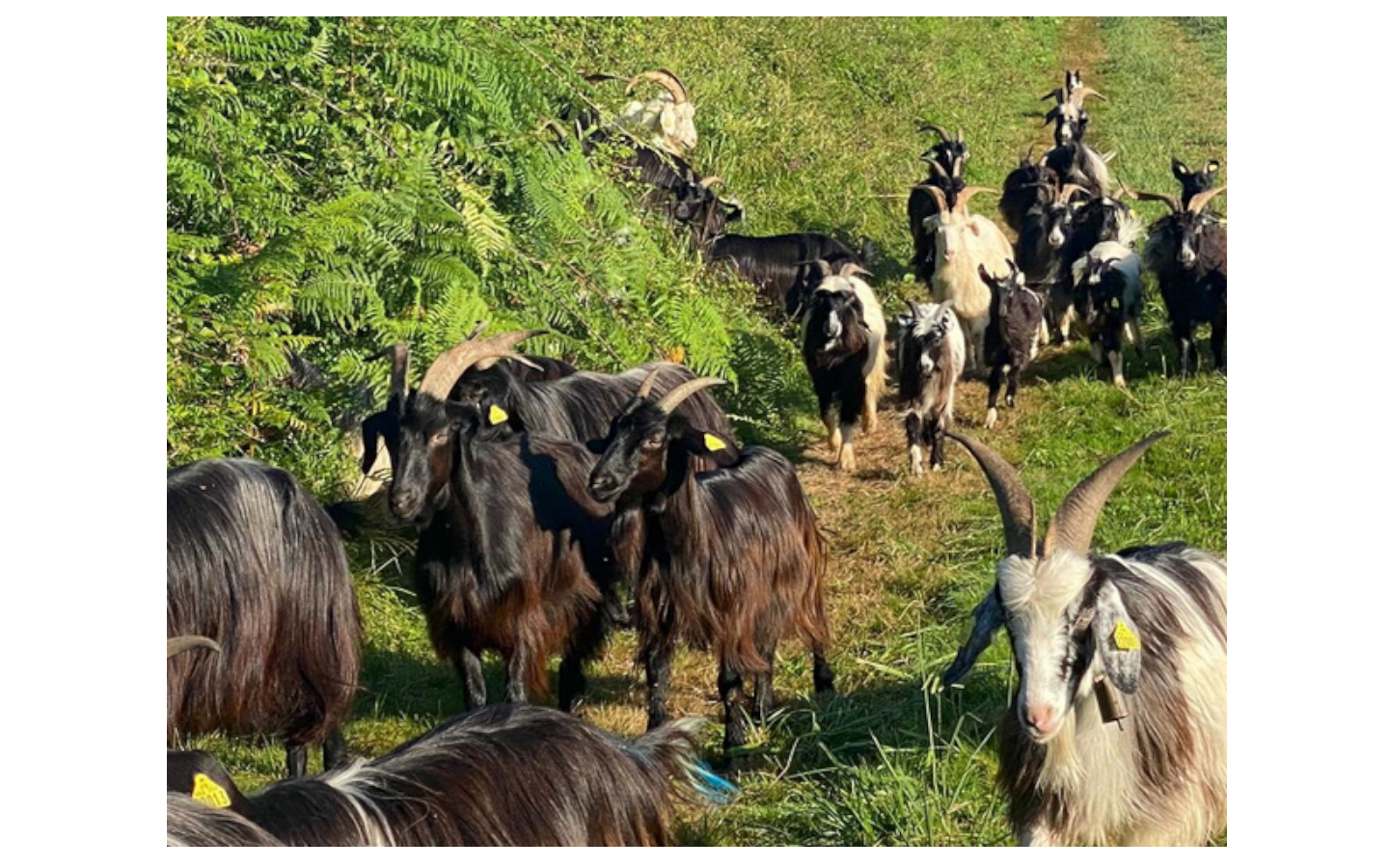 Ferme Bizkeia