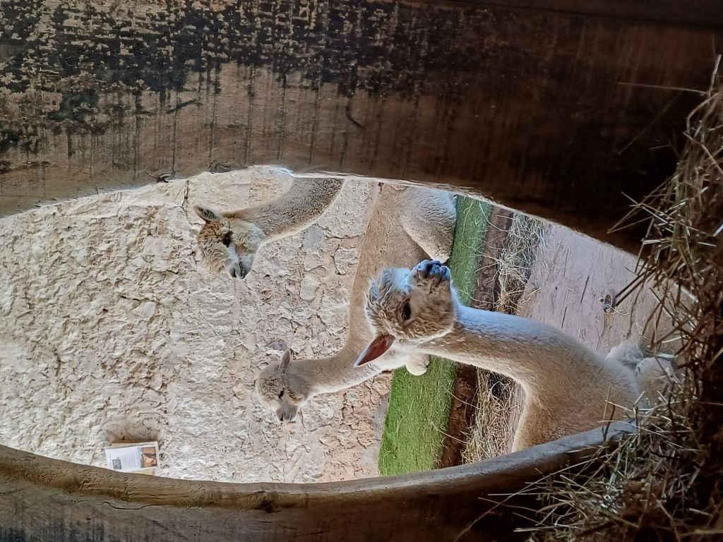 Les alpagas de Mon Pérou, Montpon-Ménestérol - photo 11