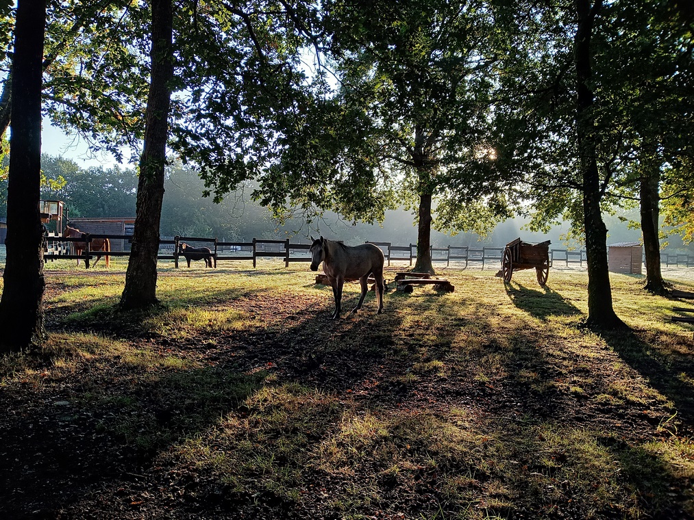 Gîte Amadeus, Saint-Paul-en-Born - photo 4
