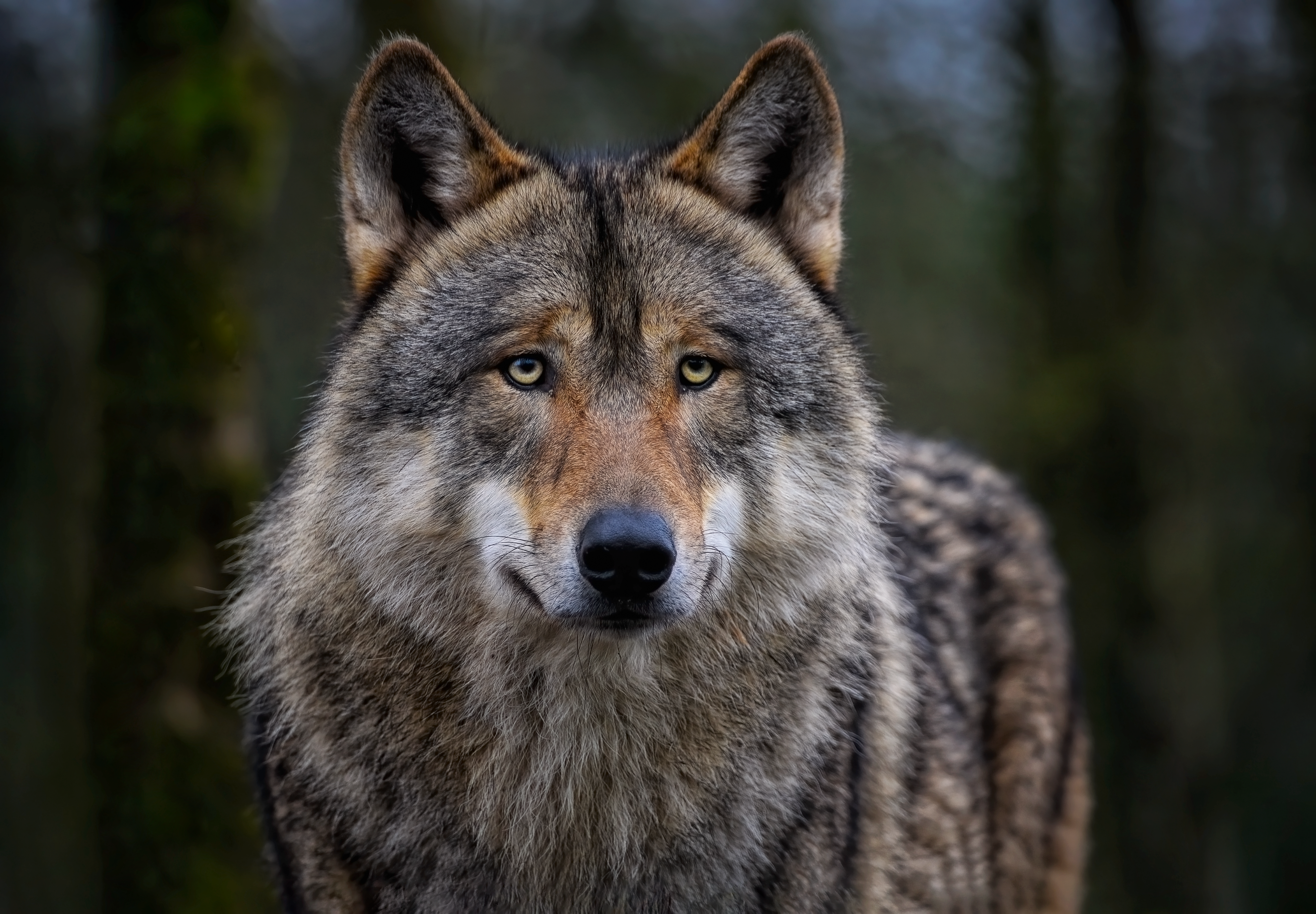 Exposition sur le Loup
