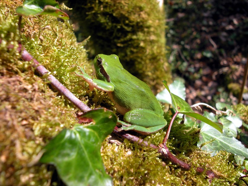 À la découverte des amphibiens des landes girondines