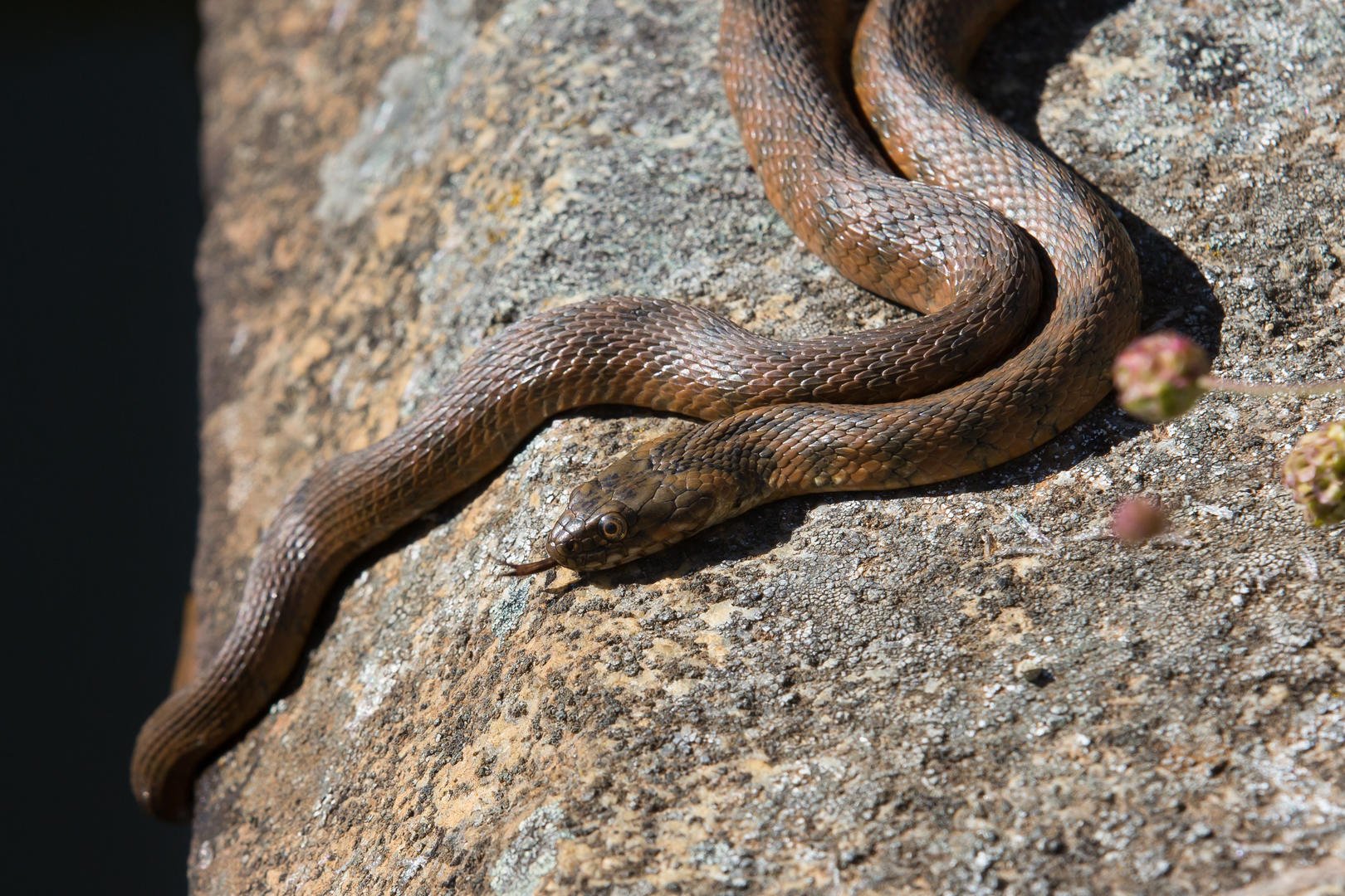 La boucle des truffières à St Jory Lasbloux, Saint-Jory-las-Bloux