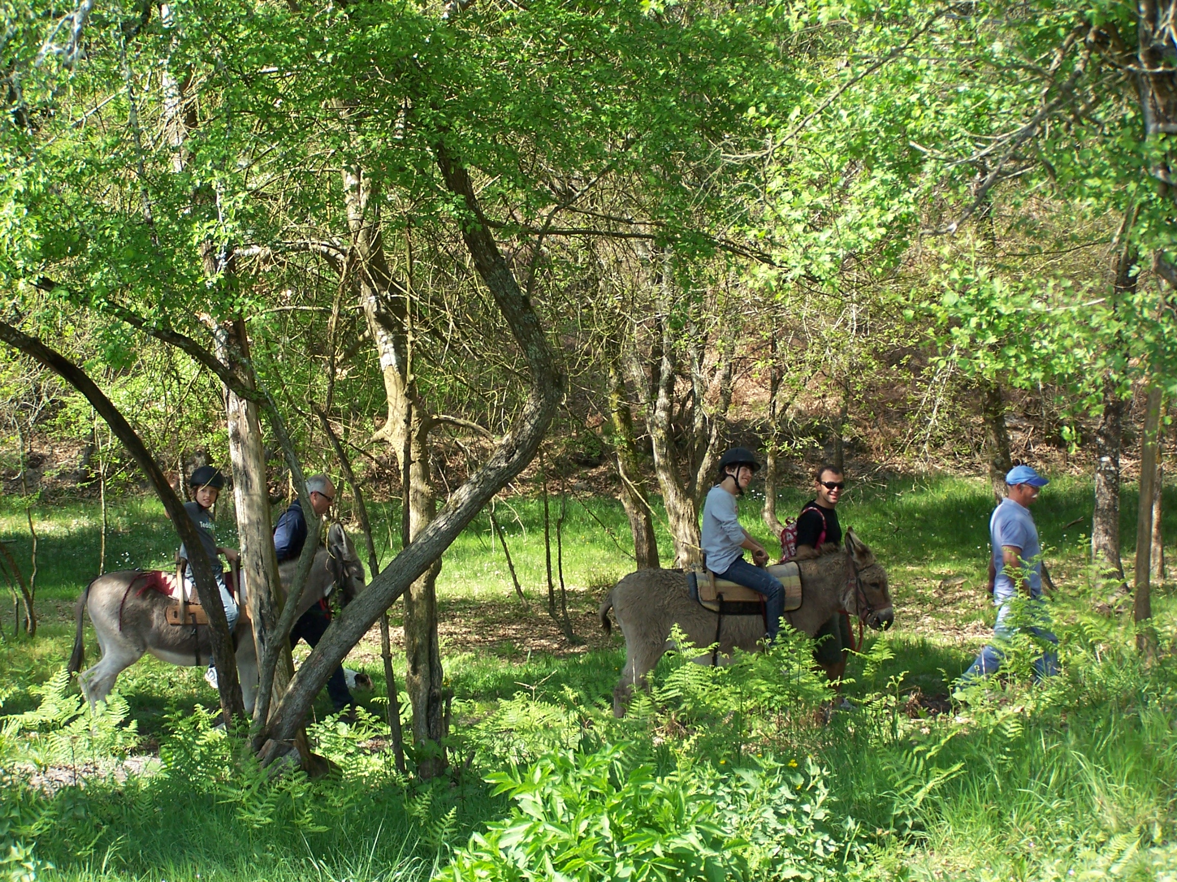Ânes bâtés Taristourisme - photo 5