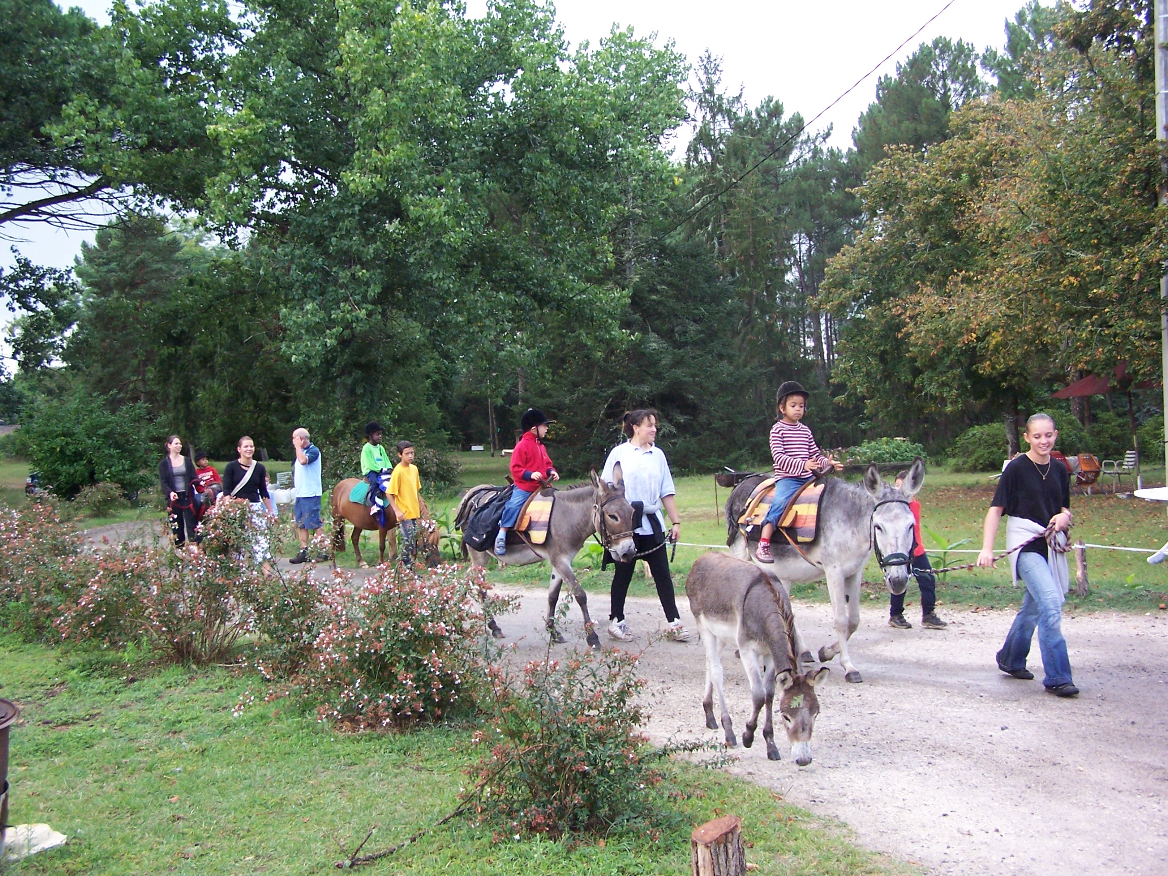  ânes bâtés - retour de balade -4 