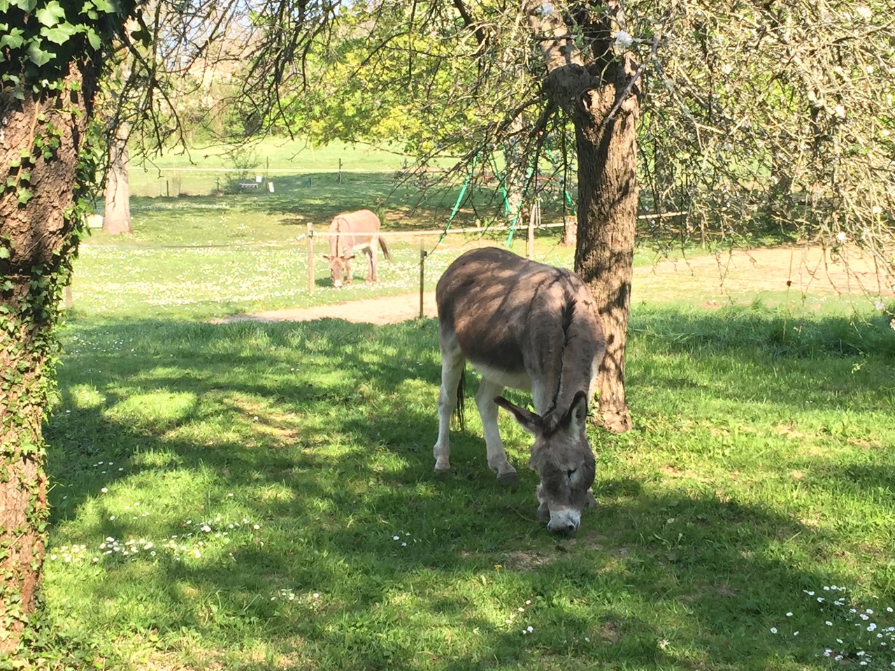 Gite Village du Domaine de Puy Le Comte, Montamisé - photo 7