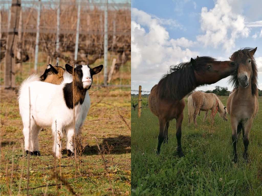 Ecolympe Ferme, Baurech