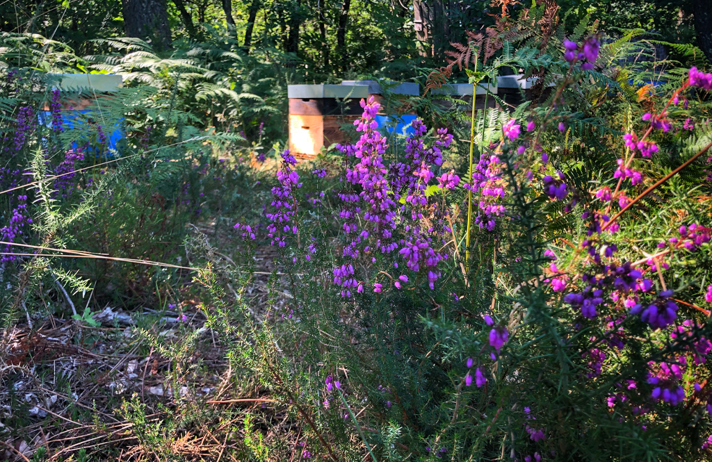 Apis Mellona — photo 3