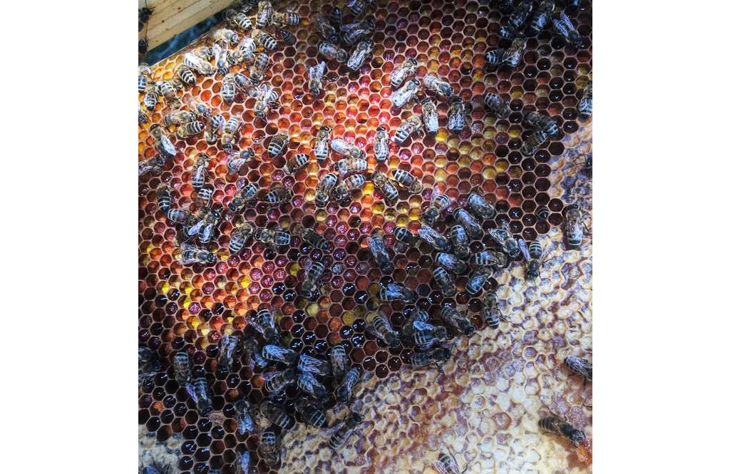Apis Mellona — photo 2