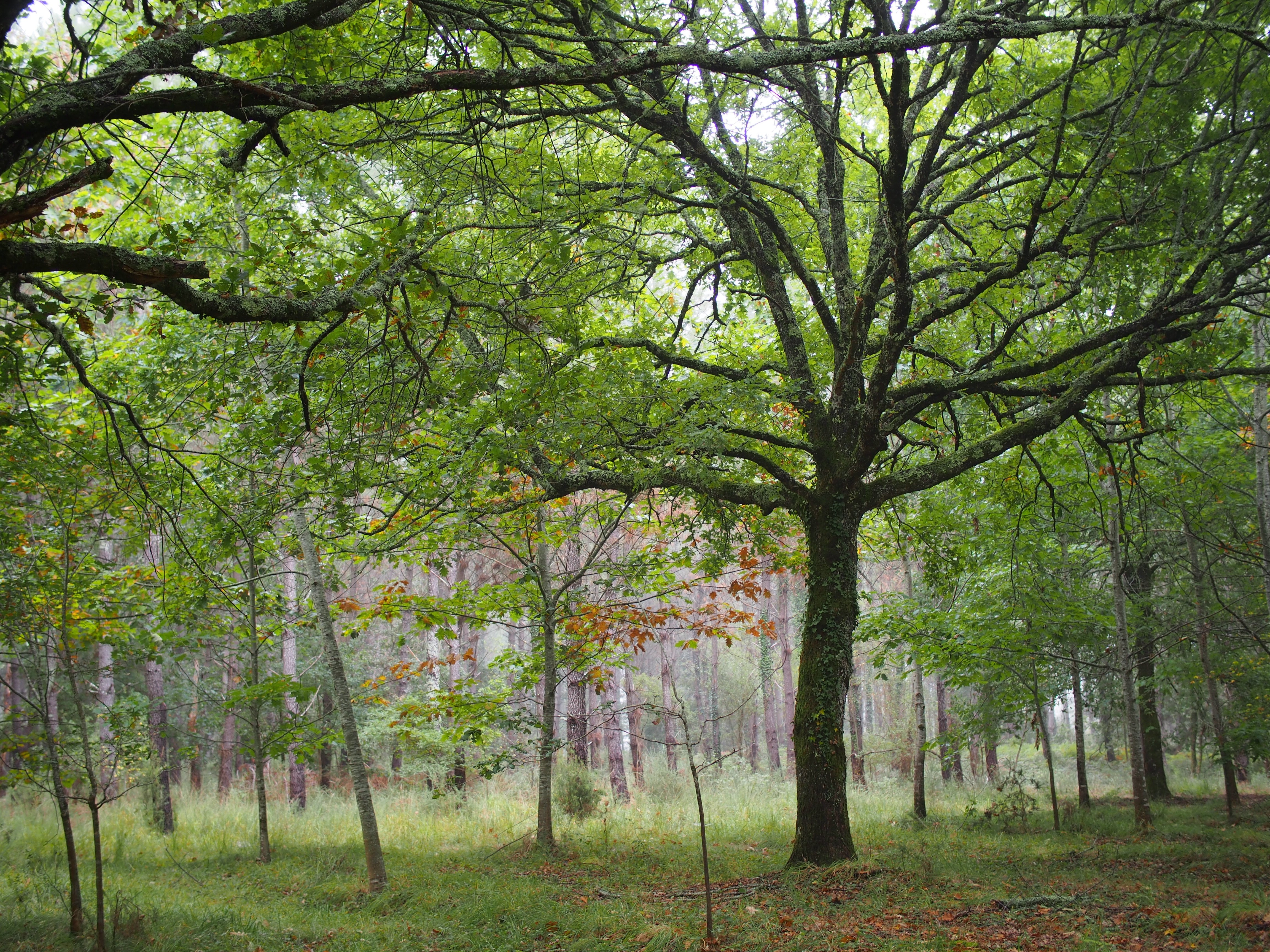 Sentier pédagogique et Arboretum de Graine de Forêt, Garein - photo 2