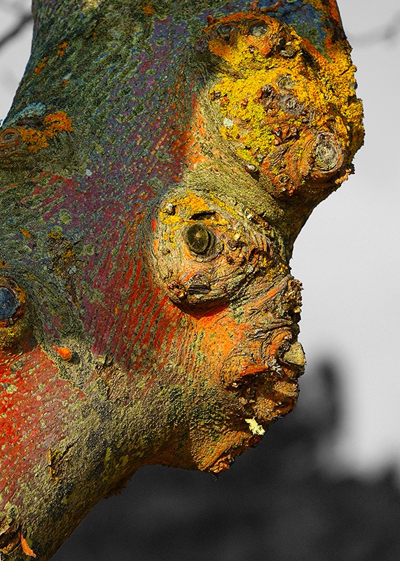 Bruno Boigontier- Artiste Peintre et photographe