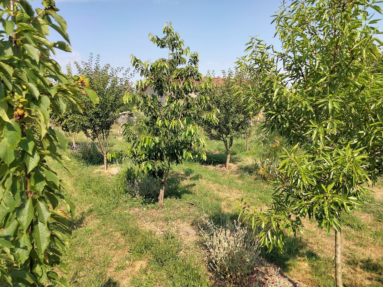 Jardin de la Tournerie, Argentonnay - photo 3