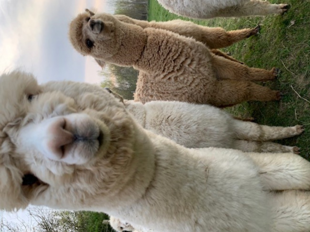 Argentonnay Alpacas, Argentonnay