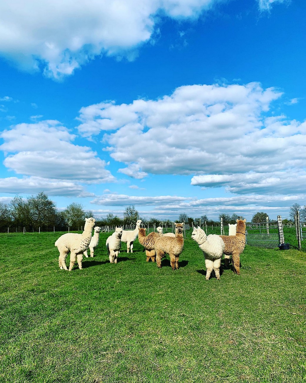 Argentonnay Alpacas, Argentonnay - photo 5