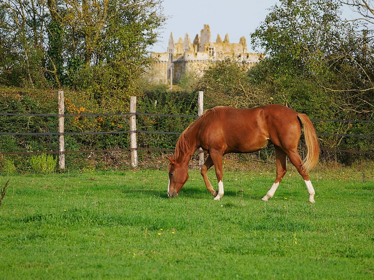 Gîte "Les Loges Farm", Argentonnay - photo 12