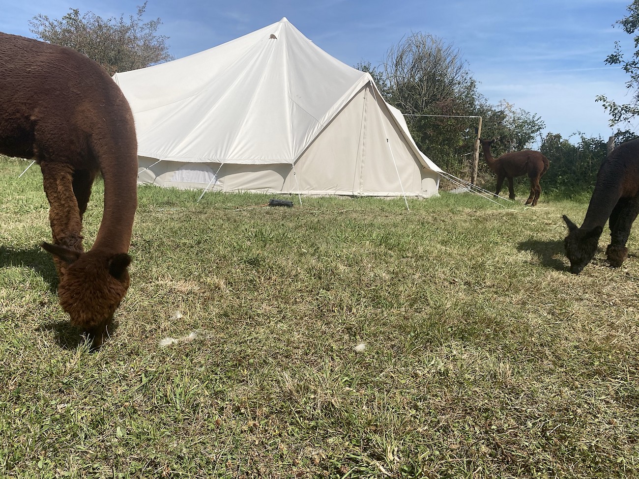 Glamping la Petite Ferme d'Alpagas Sanzay, Argentonnay - photo 5