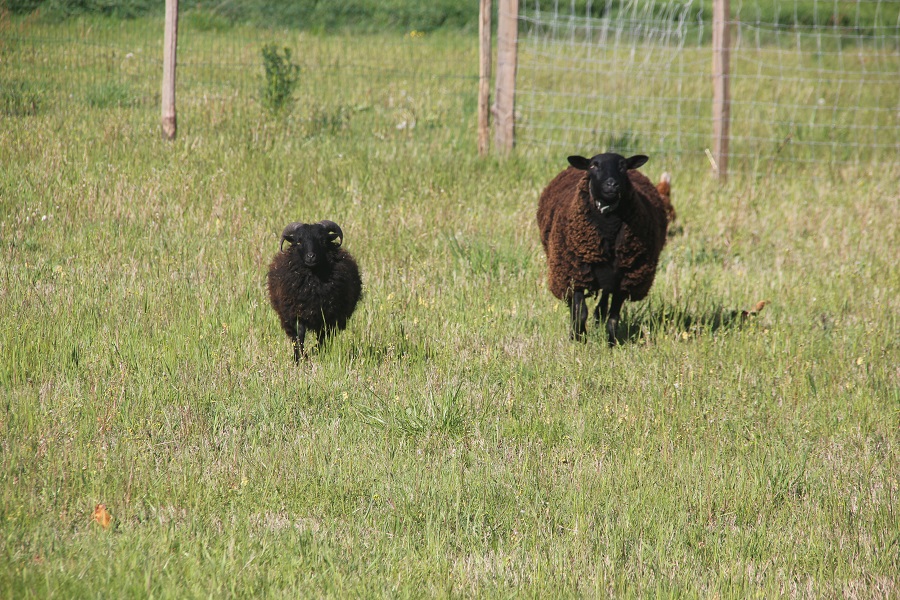 Le gîte du Moulin de Roc - photo 4