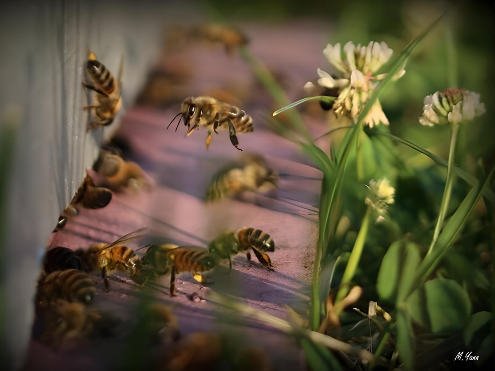 Michel MANAUD Apiculteur