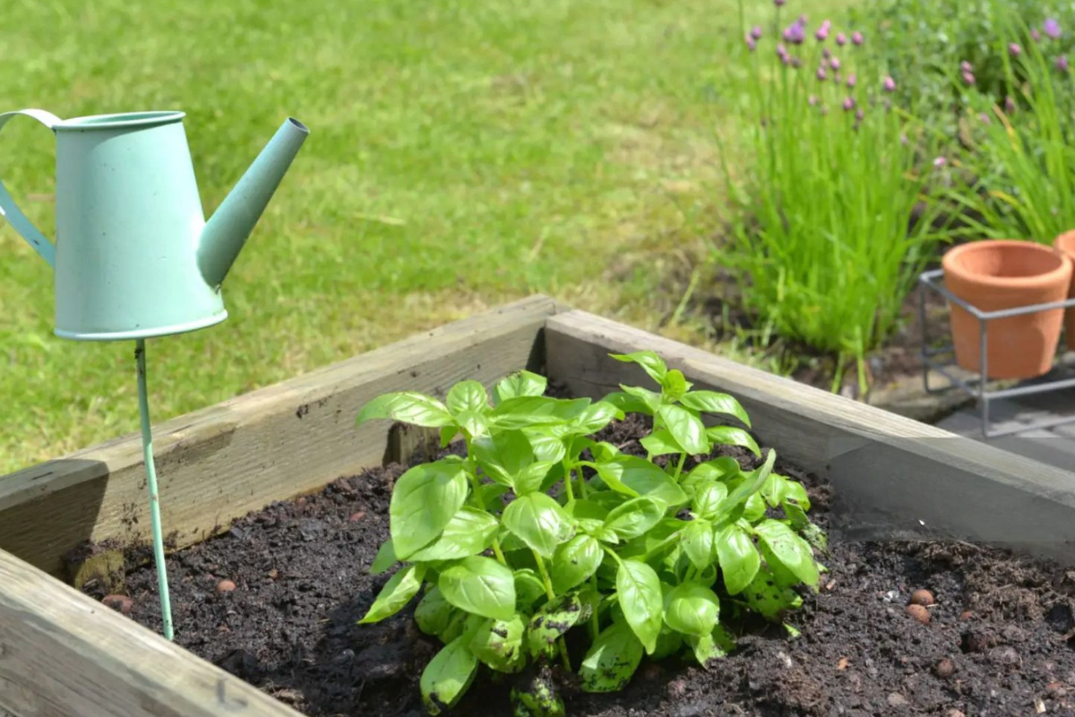 Atelier | Créer votre jardin de plantes aromatiques
