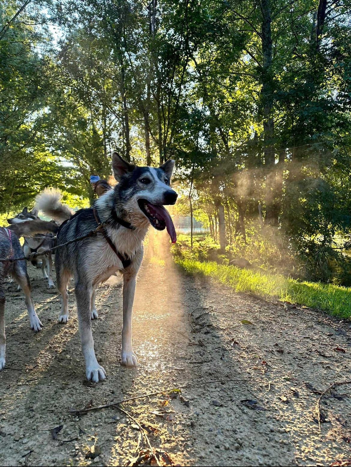 Attelage de Gué "Mushing" - photo 5
