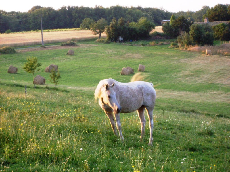 Au cheval qui brouste - photo 3