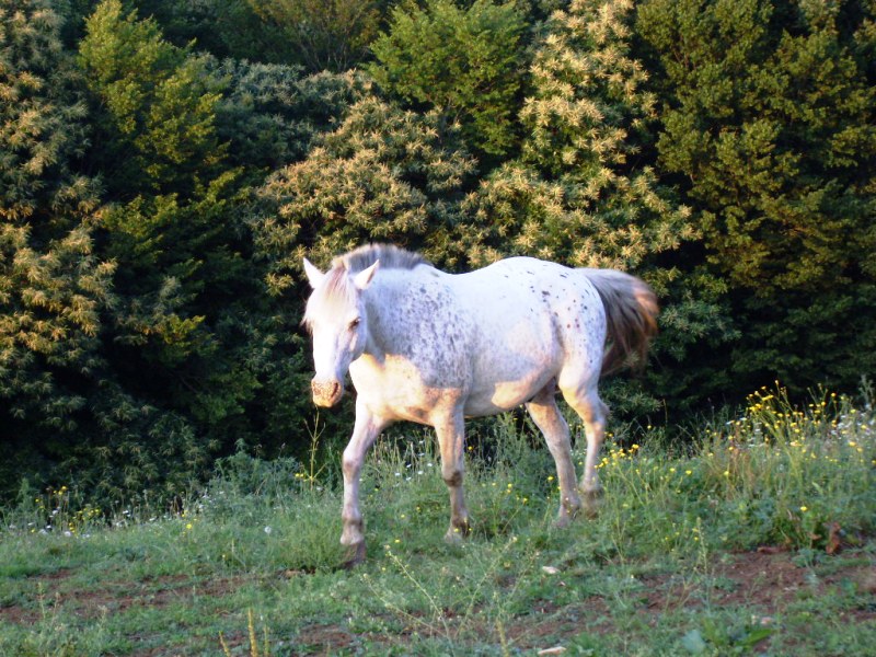 Au cheval qui brouste