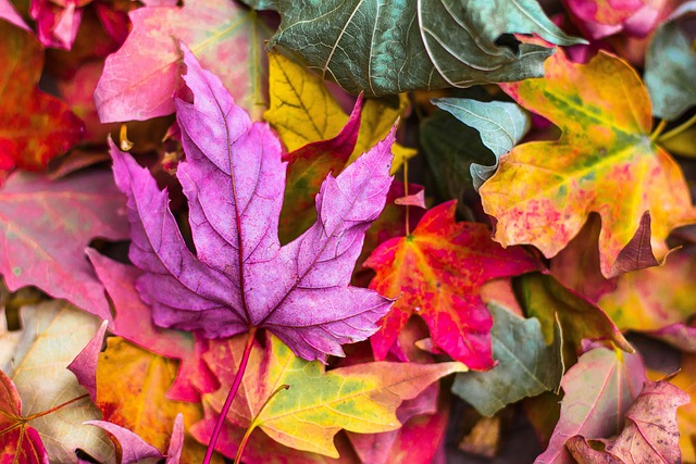 Rand'Automne