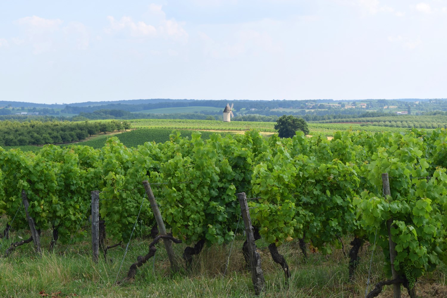 Domaine des Allegrets - photo 3