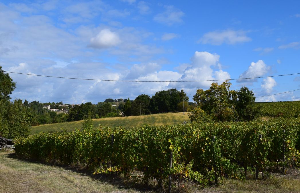 Château des Tertres du Plantou - photo 5