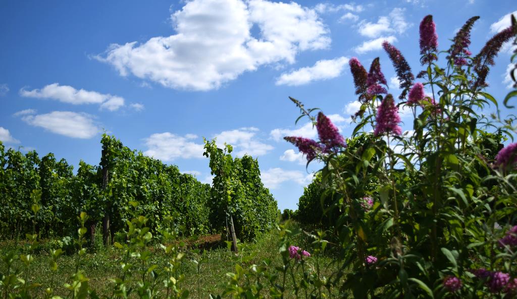 Château Cluzeau - photo 3