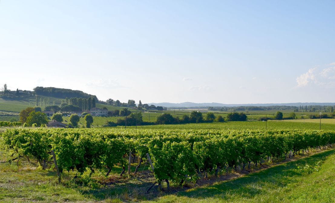 Château Court les Mûts - photo 2