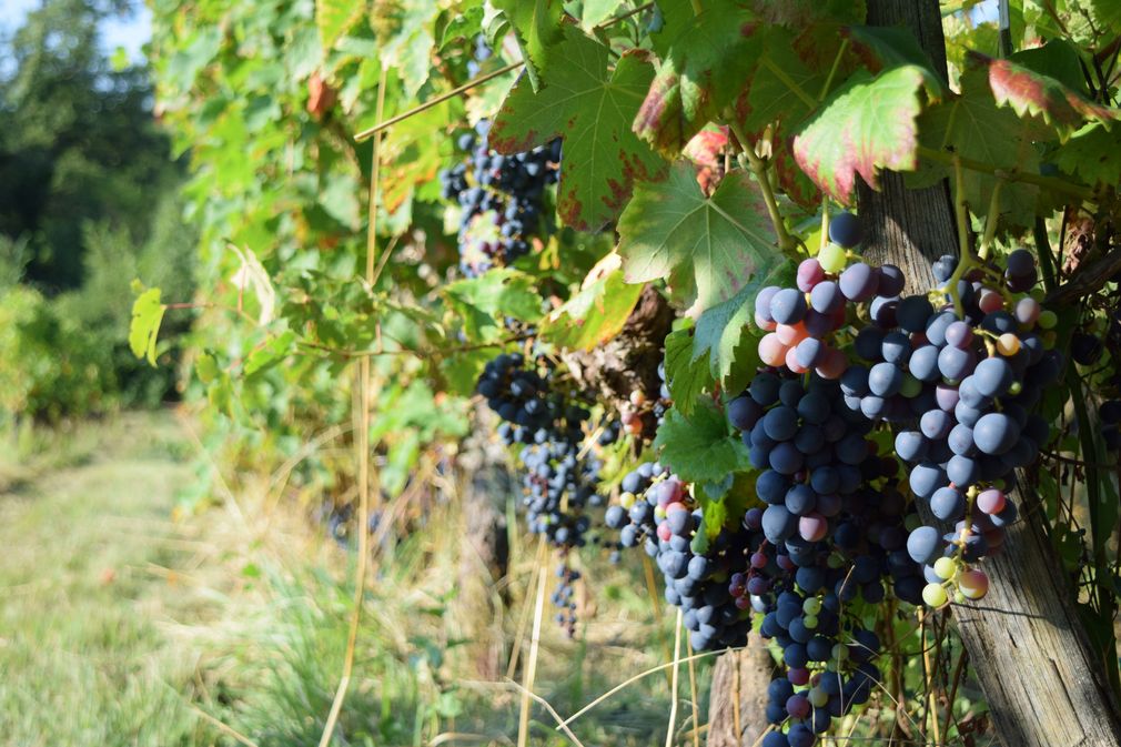 Château La Maurigne - photo 5