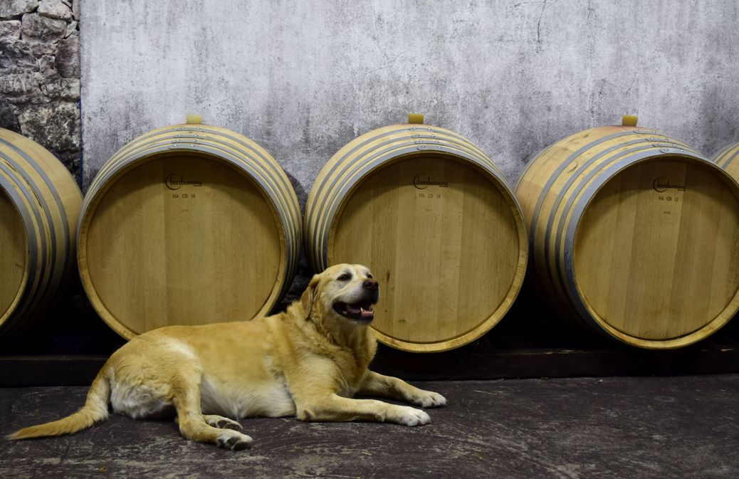 Château Le Payral - photo 2