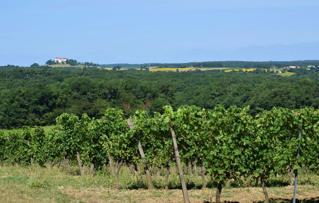 Château Les Brandeaux - photo 5