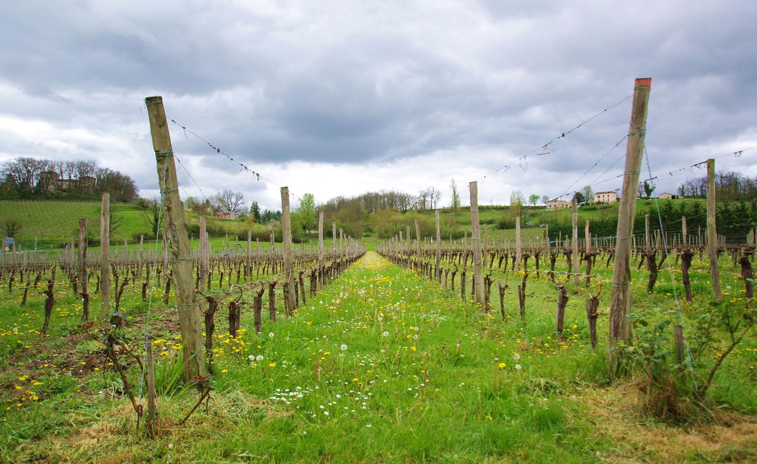 Vignobles Serge Gazziola - photo 4