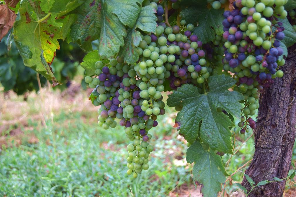 Domaine de Grimardy - photo 5