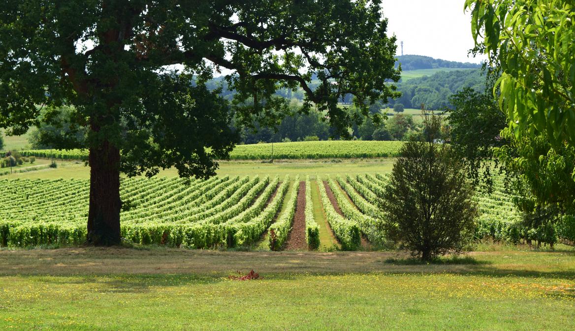 VIGNOBLES DUBARD - photo 2