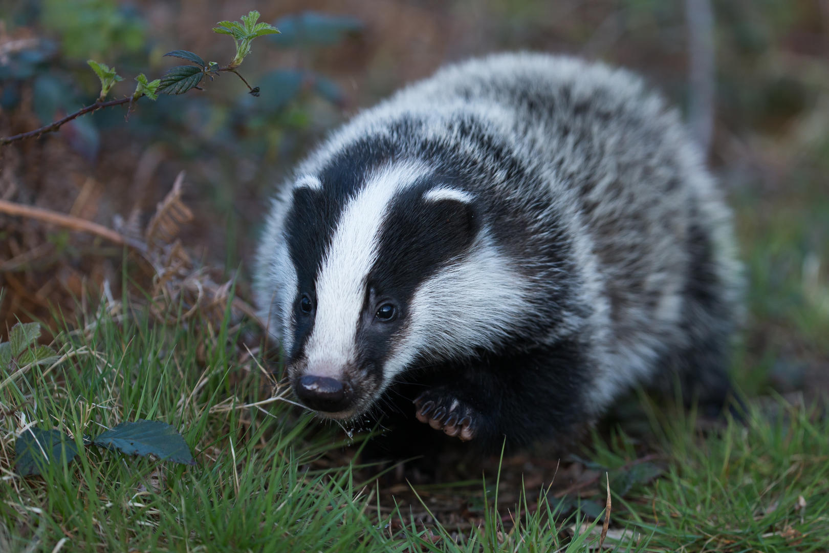 A l'affût de la faune sauvage, de Paussac à la Vallée du Boulou