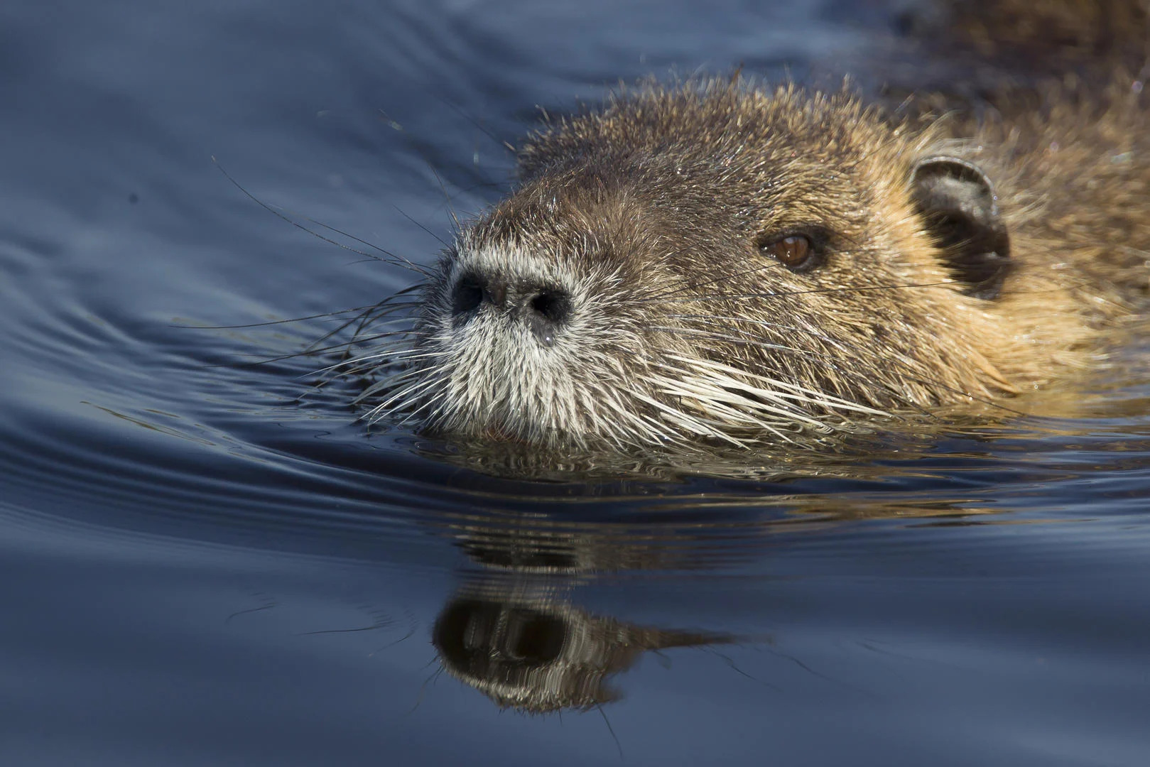 Le Biacle à Douzillac - photo 2