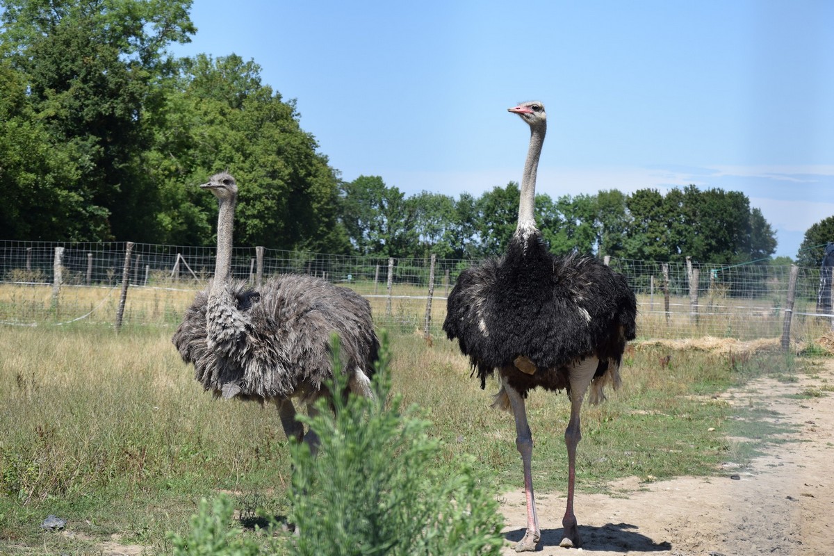 L'Autruche Neuvicoise - photo 3